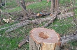 دستگیری متخلفان قطع اشجار در منطقه حفاظت شده دیزمار
