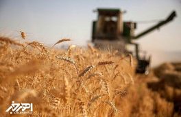 خرید ۷۵۰۰ تن گندم در آذربایجان شرقی از ابتدای سال جاری