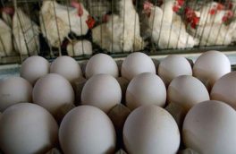 مردم به شایعات توجه نکنند؛ قیمت مرغ، تخم ‌مرغ و شیر تغییری نکرده است