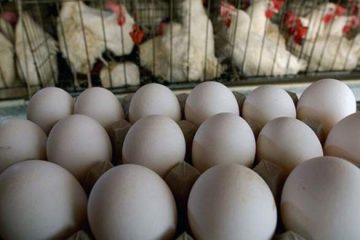 مردم به شایعات توجه نکنند؛ قیمت مرغ، تخم ‌مرغ و شیر تغییری نکرده است