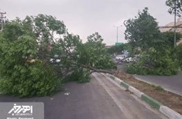 شکسته شدن درختان و آلودگی هوا براثر طوفان در آذربایجان‌ شرقی