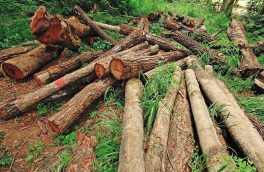 عاملان قطع غیرمجاز درخت در کلیبر دستگیر شدند