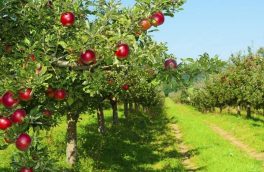 تصویب ۴ طرح گردشگری کشاورزی در آذربایجان شرقی
