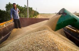 افزایش ۳۰ درصدی تولید و خرید گندم در سال زراعی