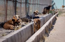 پایمال شدن حقوق شهروندی انسان ها و حیات ‌وحش با افزایش جمعیت سگ های ولگرد/ مقصر کیست؟