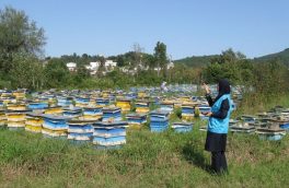 آمارگیری از زنبورستان های آذربایجان شرقی نیمه دوم مهر انجام می‌شود
