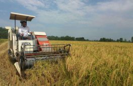 برداشت بیش از ۸۴۰۰ هزار تن برنج از اراضی زراعی خداآفرین