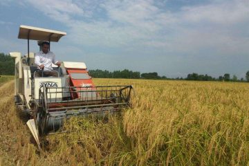 برداشت بیش از ۸۴۰۰ هزار تن برنج از اراضی زراعی خداآفرین