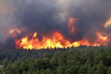 کاهش ۹۲ درصدی آتش ‌سوزی جنگل‌ ها نسبت به سال گذشته