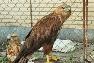 رهاسازی دو بهله پرنده شکاری سارگپه در شهرستان هریس