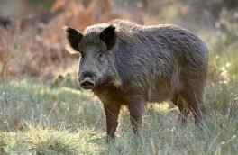 نجات ۶ راس خوک وحشی در هوراند