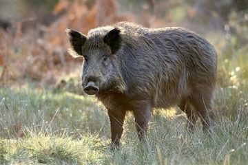 نجات ۶ راس خوک وحشی در هوراند