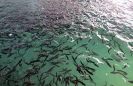 رهاسازی ۴۰۰ هزار قطعه بچه ماهی در دریاچه سد خداآفرین