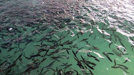 رهاسازی ۴۰۰ هزار قطعه بچه ماهی در سد خداآفرین
