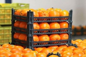 عرضه میوه شب عید در آذربایجان شرقی با ۱۰ درصد پایین تر از قیمت بازار