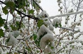 برف بهاری برخی مناطق آذربایجان شرقی را سفیدپوش کرد