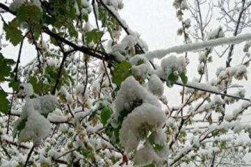 برف بهاری برخی مناطق آذربایجان شرقی را سفیدپوش کرد