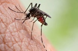 هشدار علوم پزشکی نسبت به شیوع مالاریا در آذربایجان شرقی