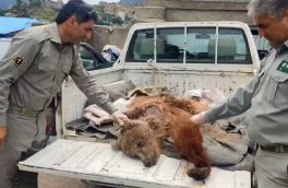 شکار توله خرس توسط شکارچیان غیر مجاز در کلیبر