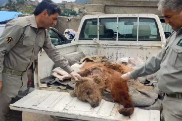 شکار توله خرس توسط شکارچیان غیر مجاز در کلیبر
