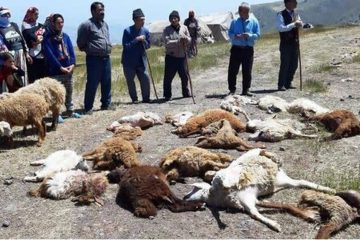 تلف شدن ۴۰ راس گوسفند در اثر حمله گرگ ها در اهر