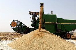 خرید تضمینی ۱۸۵ هزار تن گندم در آذربایجان شرقی