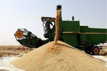 خرید تضمینی ۱۸۵ هزار تن گندم در آذربایجان شرقی