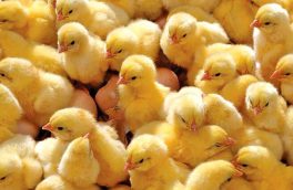 جوجه ریزی برای تولید گوشت مرغ در آذربایجان شرقی ۳۹ درصد افزایش دارد