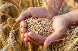 افزایش ۸۰ درصدی خرید گندم مازاد کشاورزان در آذربایجان شرقی