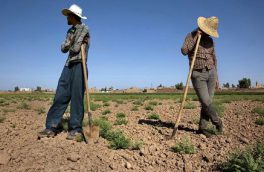 بخشودگی سود، کارمزد و جریمه تسهیلات کشاورزان خسارت دیده