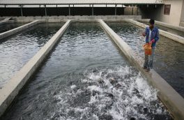 آغاز صید ۳۲۰۰ تن انواع ماهی از منابع آبی آذربایجان شرقی