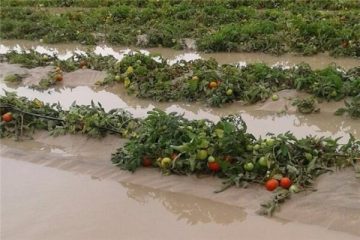 جهاد کشاورزی آذربایجان شرقی نسبت به احتمال خسارت به محصولات باغی هشدار داد