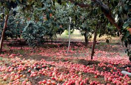چالش باغداران اهر با بیمه کشاورزی/ قطب سیب کشور درگیر مشکلات است