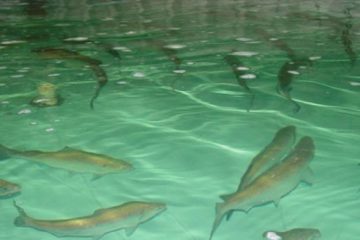 صادرات تخم ماهی قزل‌ آلا از آذربایجان‌ شرقی