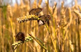 هشدار افزایش جمعیت موش ها در مزارع آذربایجان شرقی