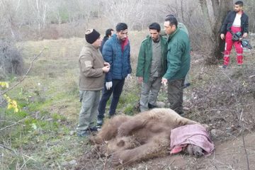 نجات خرس قهوه ای از تله شکارچیان در منطقه حفاظت شده دیزمار خداآفرین