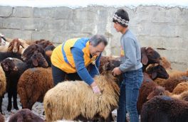 واکسیناسیون بیش از ۳۳۰ هزار راس دام در آذربایجان شرقی