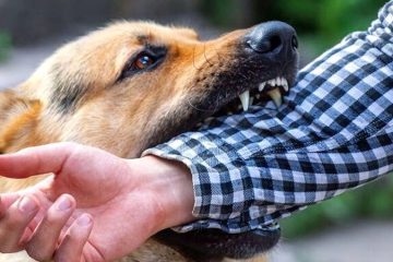 ۱۰ هزار مورد گزش و فوت ۳ نفر بر اثر حمله سگ ها در آذربایجان‌ شرقی