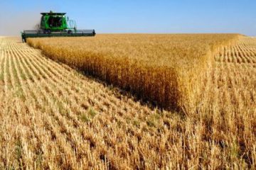 کاهش ۱۰ هزار هکتار از گندم زارهای آبی آذربایجان شرقی