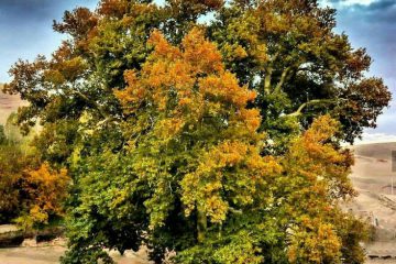 درخت چنار کهنسال اهر در فهرست میراث طبیعی ملی به‌ ثبت رسید